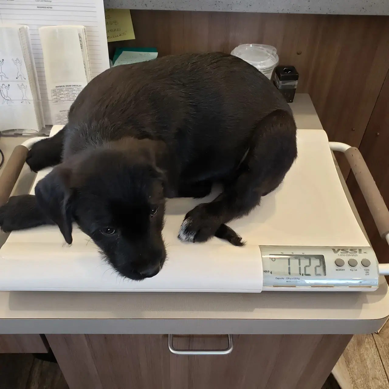 A black Labrador Retriever puppy lying on a digital VSSI veterinary scale in an exam room.