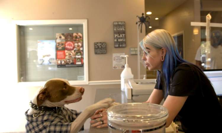 A close-up of a veterinary dental examination where staff members gently inspect a dog's teeth and gums, showcasing the advanced veterinary dentistry, cleaning, and preventative oral health services offered at the hospital.