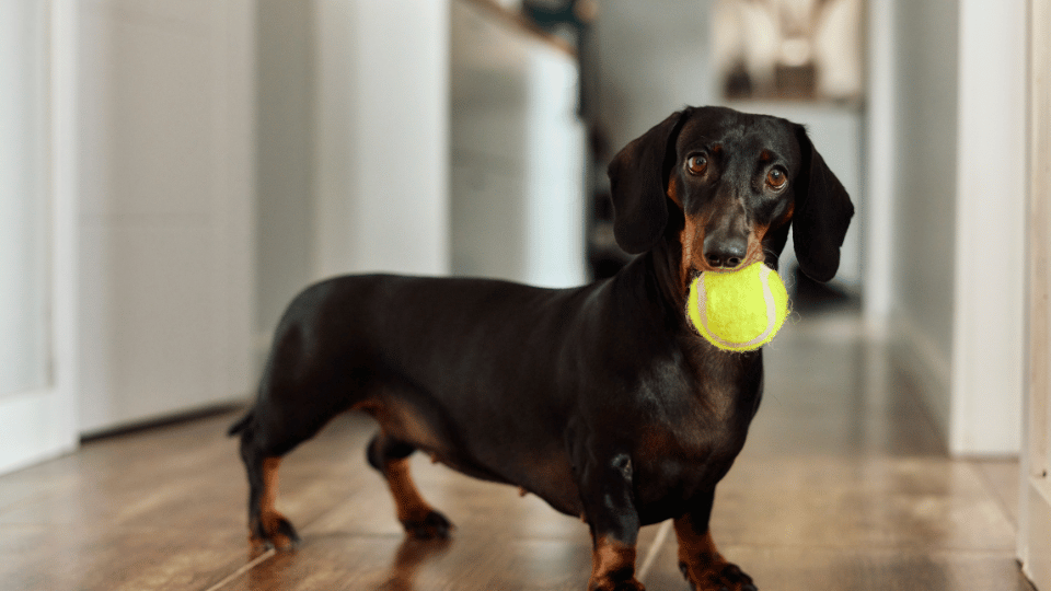 Hypoallergenic Dog Food: Benefits and Tips