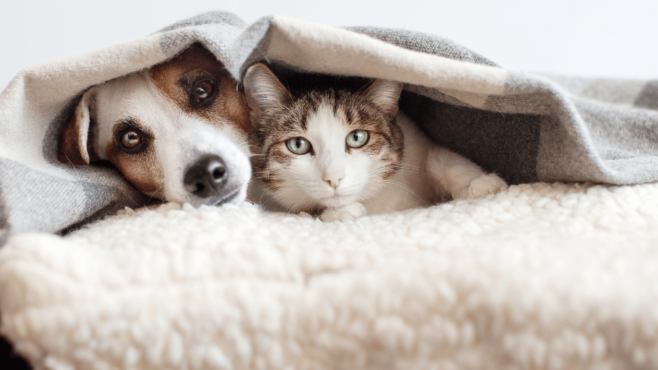 Megaesophagus in Dogs and Cats: Causes, Symptoms, and Care