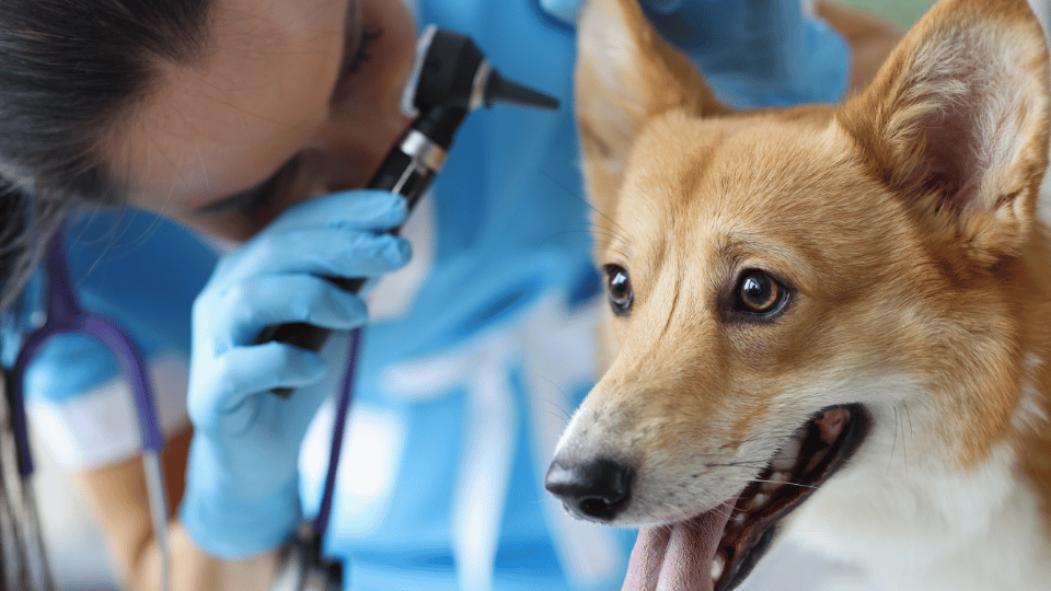 Otitis in Dogs: Symptoms and Treatment