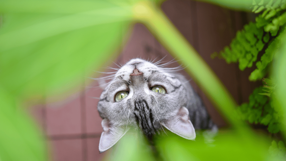 Toxic Plants for Cats: Keep Your Feline Friend Safe